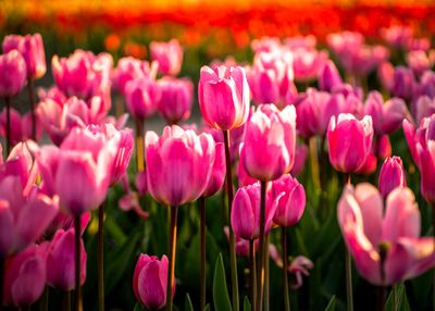 Skagit Valley Tulip Festival