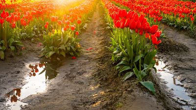 Skagit Valley Tulip Festival