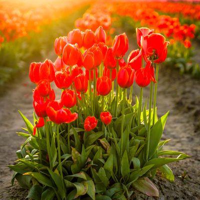 Skagit Valley Tulip Festival