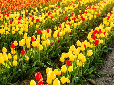 Skagit Valley Tulip Festival