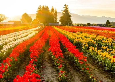 Skagit Valley Tulip Festival