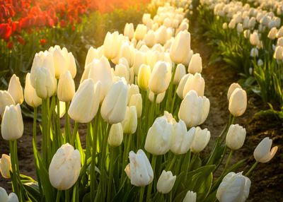 Skagit Valley Tulip Festival
