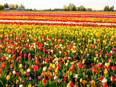 Skagit Valley Tulip Festival