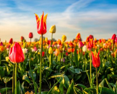 Skagit Valley Tulip Festival
