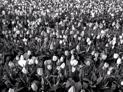 Skagit Valley Tulip Festival