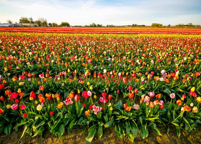 Skagit Valley Tulip Festival