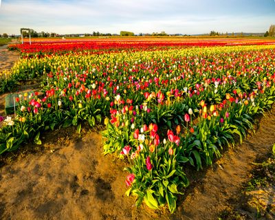 Skagit Valley Tulip Festival