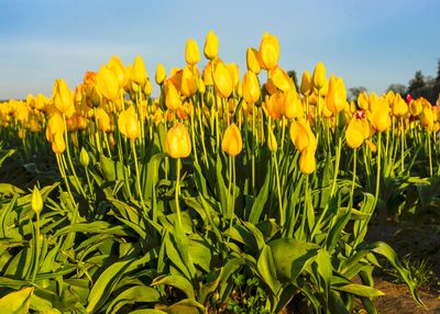 Skagit Valley Tulip Festival