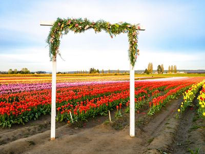 Skagit Valley Tulip Festival