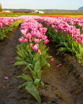 Skagit Valley Tulip Festival