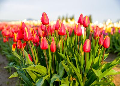 Skagit Valley Tulip Festival