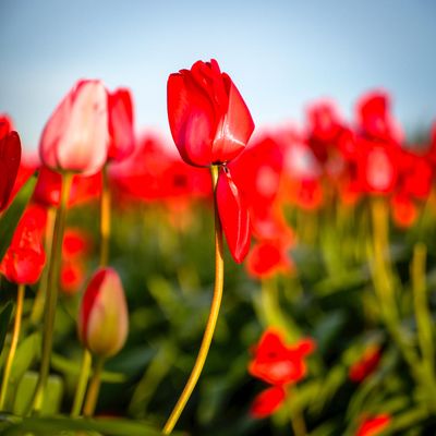 Skagit Valley Tulip Festival