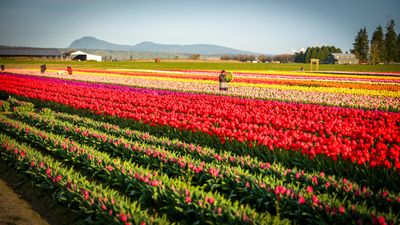 Skagit Valley Tulip Festival