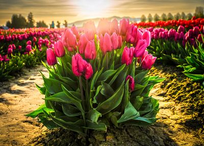 Skagit Valley Tulip Festival