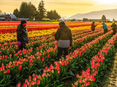 Skagit Valley Tulip Festival