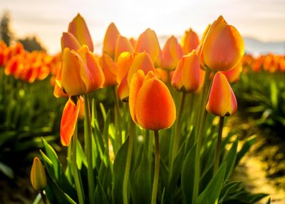 Skagit Valley Tulip Festival