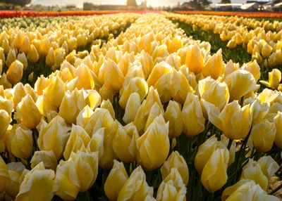 Skagit Valley Tulip Festival
