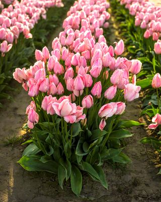 Skagit Valley Tulip Festival