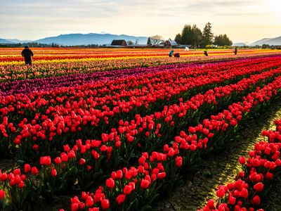 Skagit Valley Tulip Festival