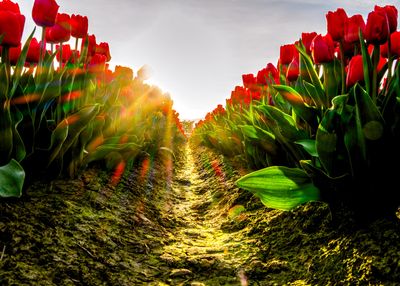 Skagit Valley Tulip Festival