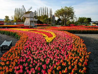 Skagit Valley Tulip Festival