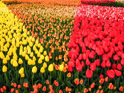 Skagit Valley Tulip Festival