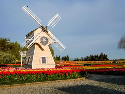 Skagit Valley Tulip Festival