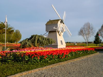 Skagit Valley Tulip Festival