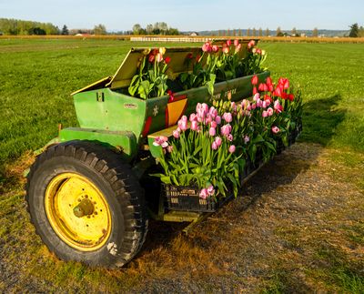 Skagit Valley Tulip Festival