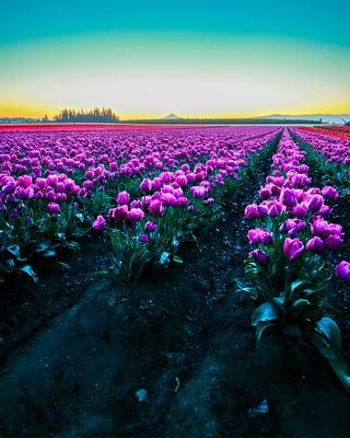 Wooden Shoe Tulip Farm