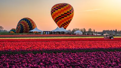 Wooden Shoe Tulip Farm