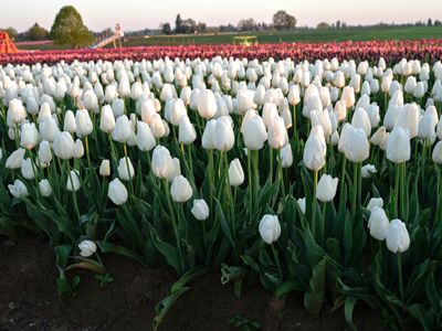 Wooden Shoe Tulip Farm