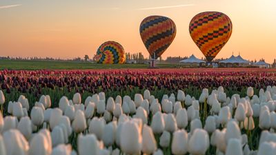 Wooden Shoe Tulip Farm