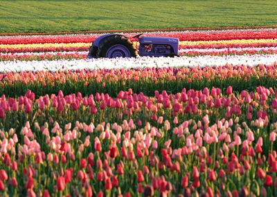 Wooden Shoe Tulip Farm