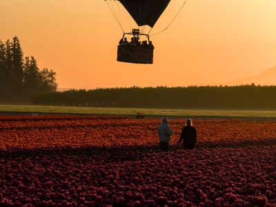 Wooden Shoe Tulip Farm