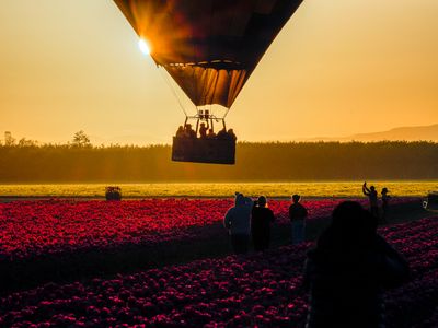 Wooden Shoe Tulip Farm