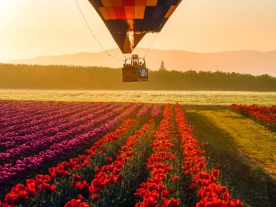 Wooden Shoe Tulip Farm