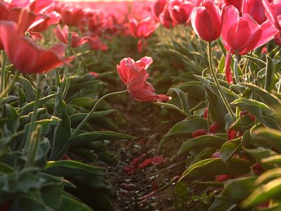 Wooden Shoe Tulip Farm