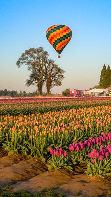 Wooden Shoe Tulip Farm