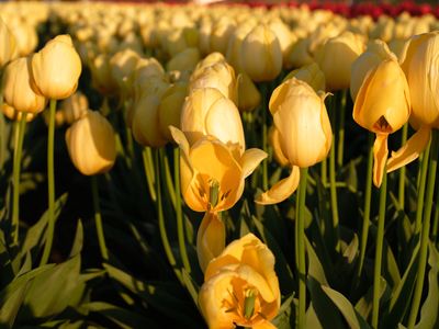 Wooden Shoe Tulip Farm