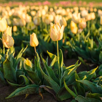Wooden Shoe Tulip Farm