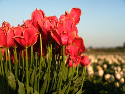 Wooden Shoe Tulip Farm