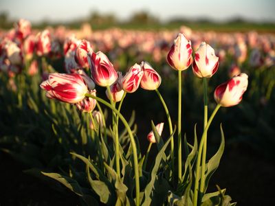 Wooden Shoe Tulip Farm