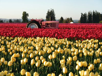 Wooden Shoe Tulip Farm