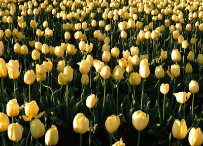 Wooden Shoe Tulip Farm
