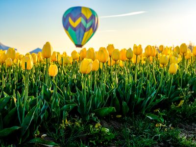 Wooden Shoe Tulip Farm