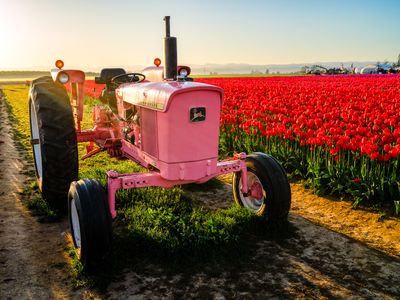 Wooden Shoe Tulip Farm