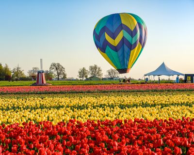 Wooden Shoe Tulip Farm