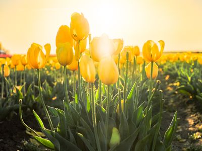 Wooden Shoe Tulip Farm