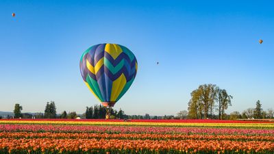 Wooden Shoe Tulip Farm